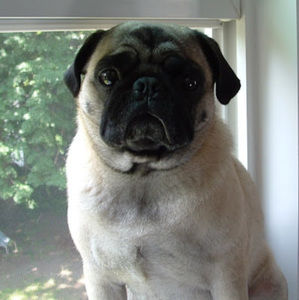 Meet your Posher, Sandie